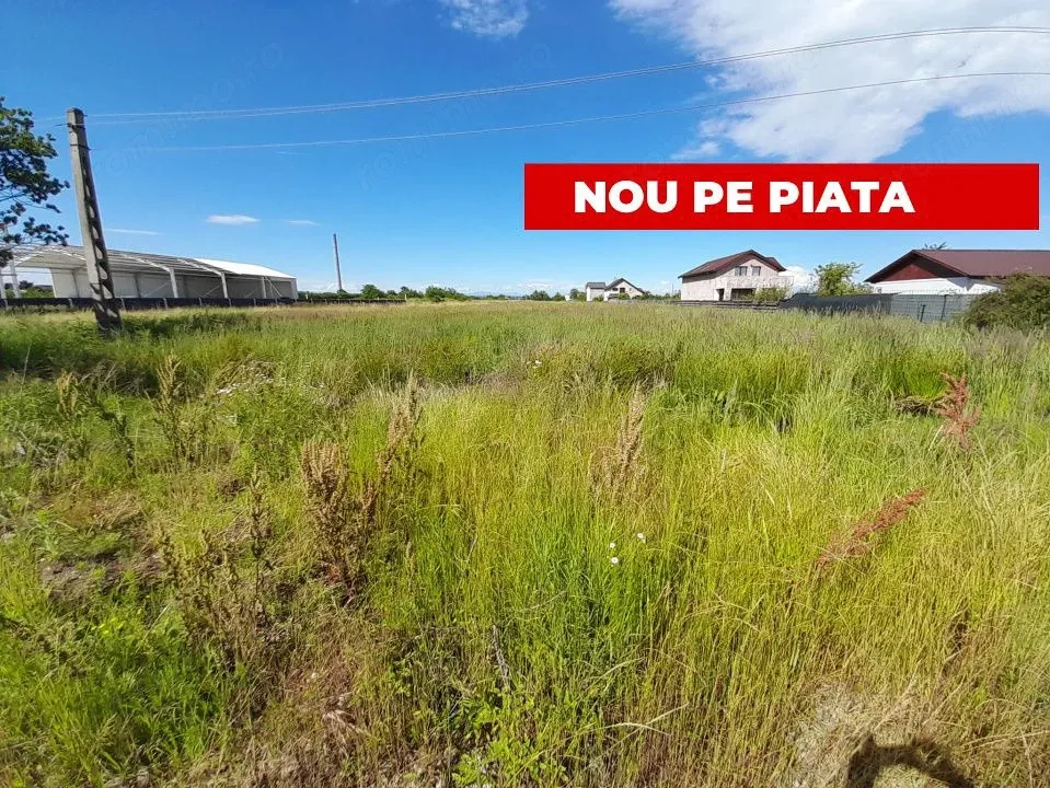 Arges, Bradu